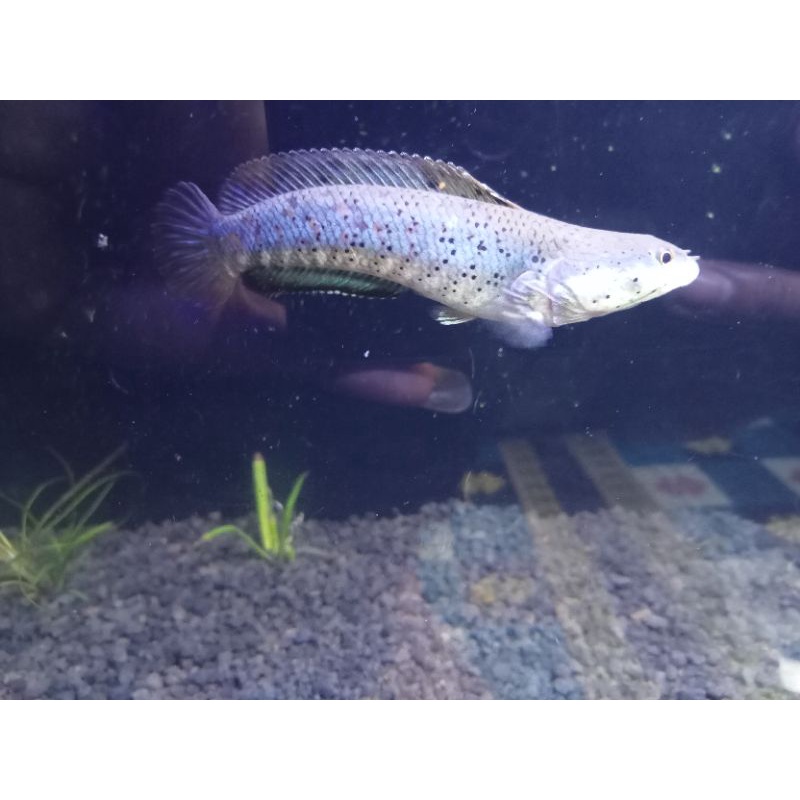 pulchra