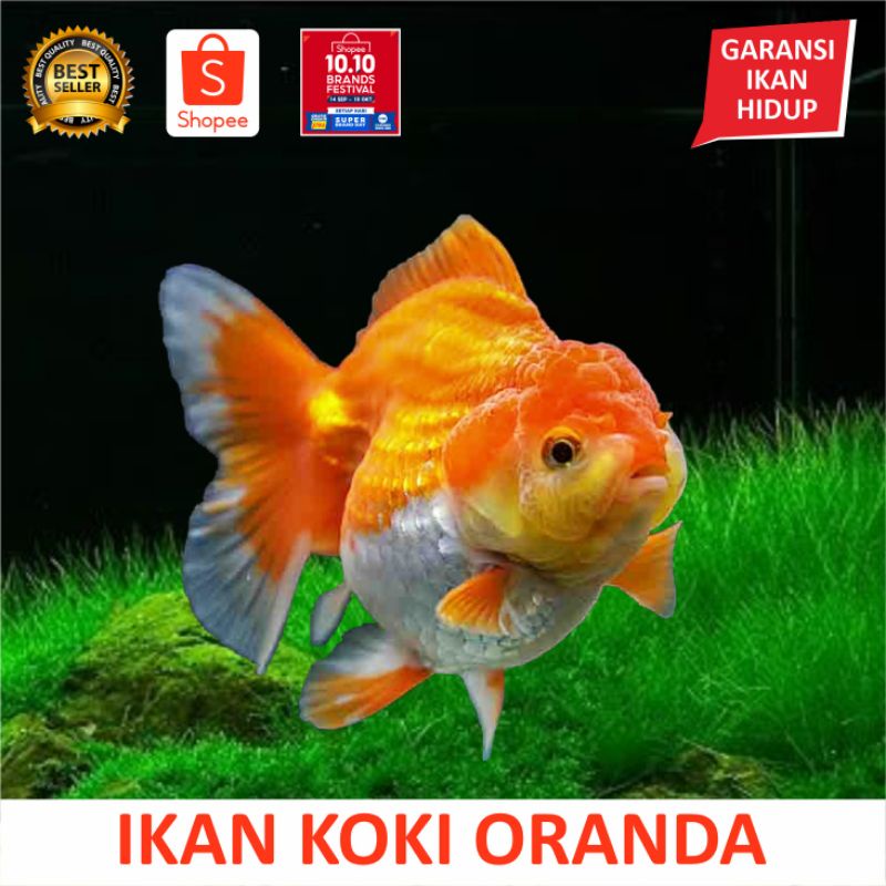 6500 Koleksi Hiasan Aquarium Untuk Ikan Koki HD Terbaik