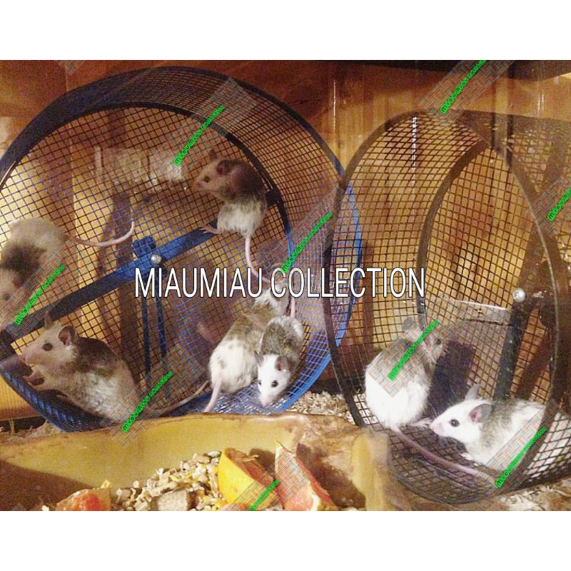 TIKUS ASF AFRICAN SOFT FUR PAKET KAWIN BREEDING CALON INDUKAN TERNAK JANTAN BETINA BUKAN RAT ATAU ME