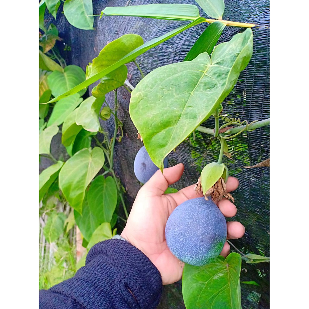 Termurah Bibit Buah Markisa Manis Kw Asli