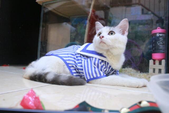 Kemeja ala sailor strip biru lucu untuk kucing dan anjing size S-XL