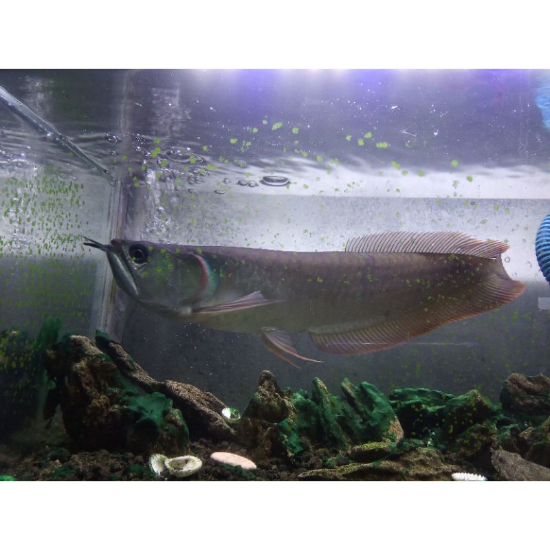 Ikan Arowana silver u +- 30cm