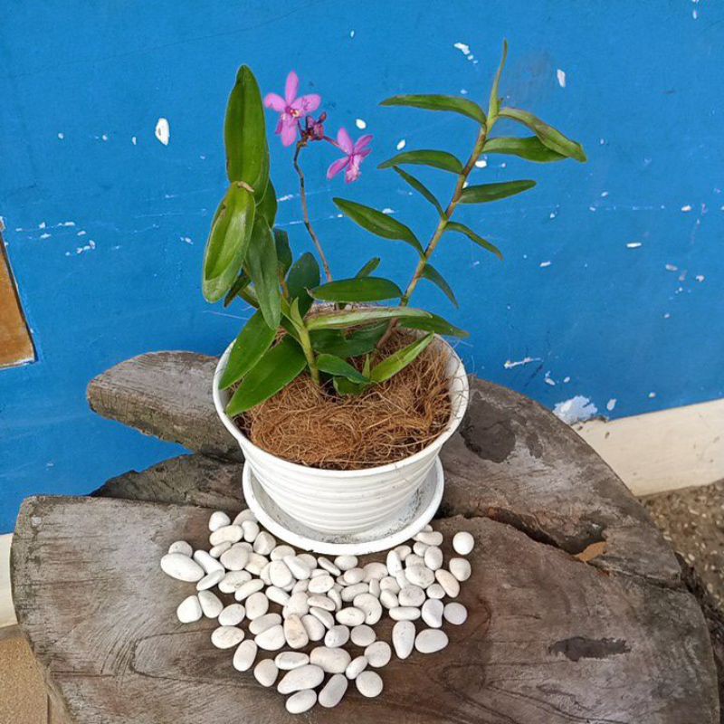 anggrek tanah epidendrum ungu