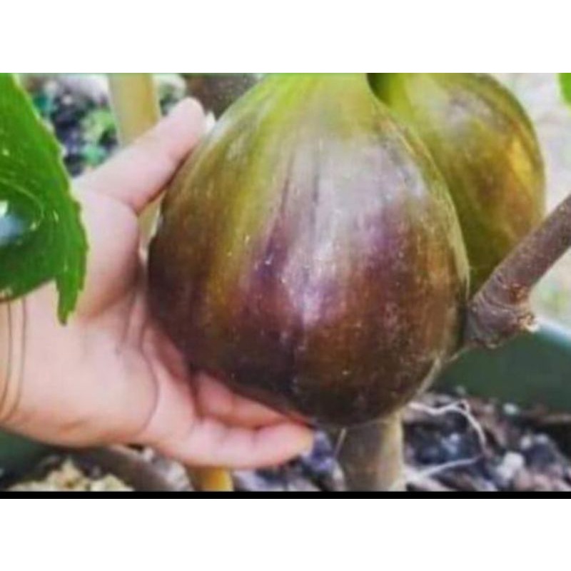 cutting buah tin langsung dari pohon sudah berbuah