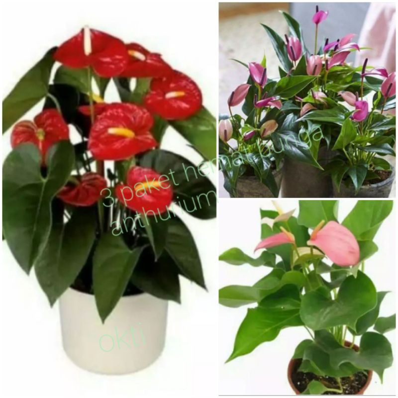 Promo paket hemat 3 jenis bunga anthurium bunga mickey mouse mini