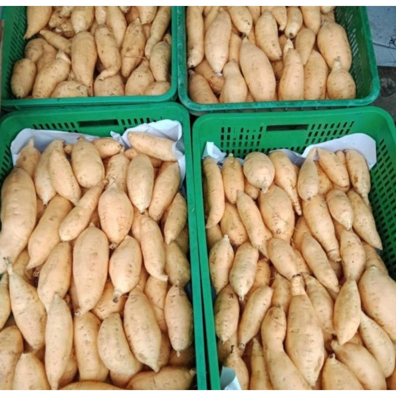 

Ubi Cilembu