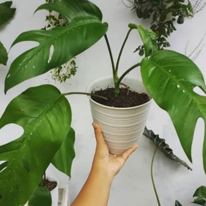 Tanaman hias epipremnum pinatum - pohon epipremnum