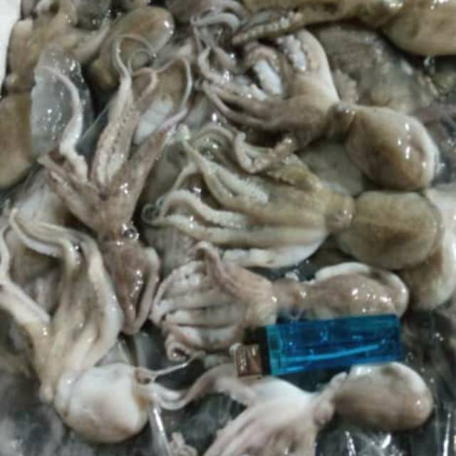 

Baby gurita