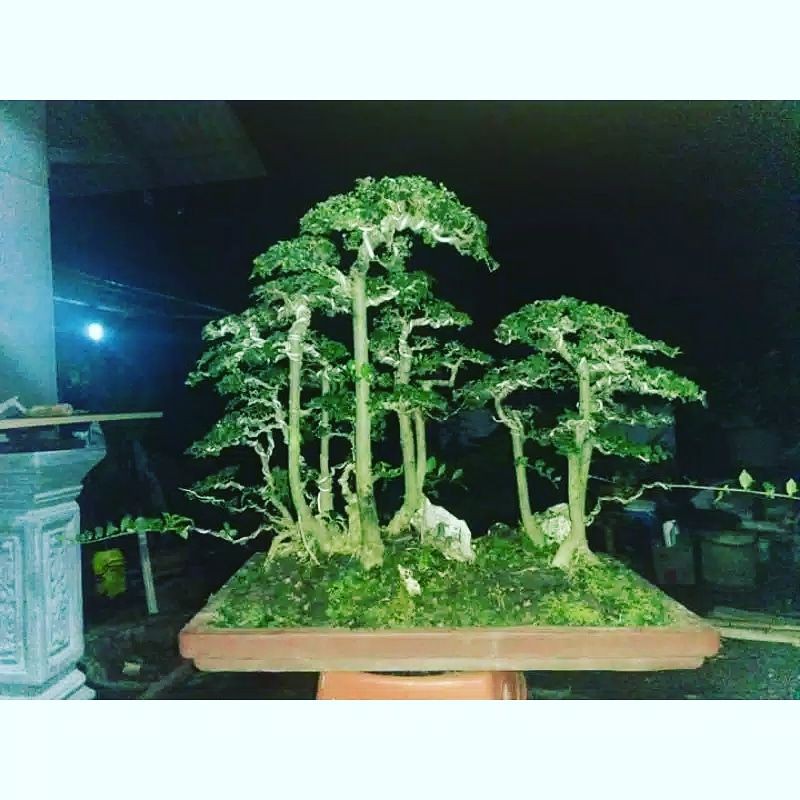 bonsai serut raft