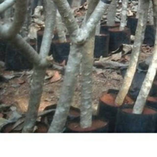 tanaman kamboja bali / bibit pohon kamboja