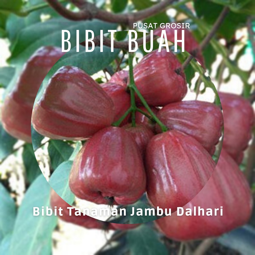 Bibit Jambu Air Dalhari Tanaman Buah siap tanam