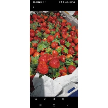 

Strawberry Mencir organik premium