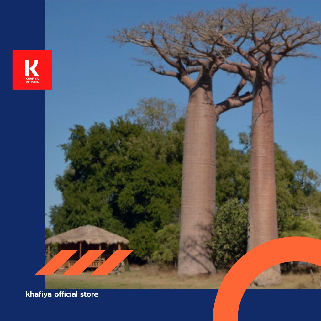 BENIH TANAMAN IMPORT - Baobab Digitata Tree Seeds