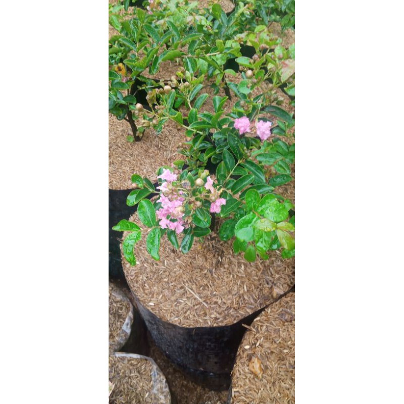 

Sakura lokal bungur