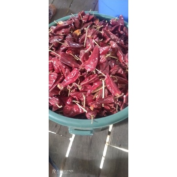 Lombok kering Kalimantan  samboja BALIKPAPAN