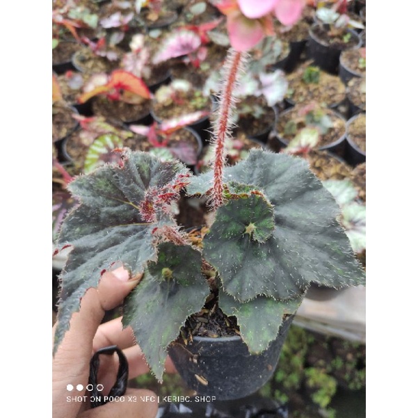begonia keong hitam / black mamba size S