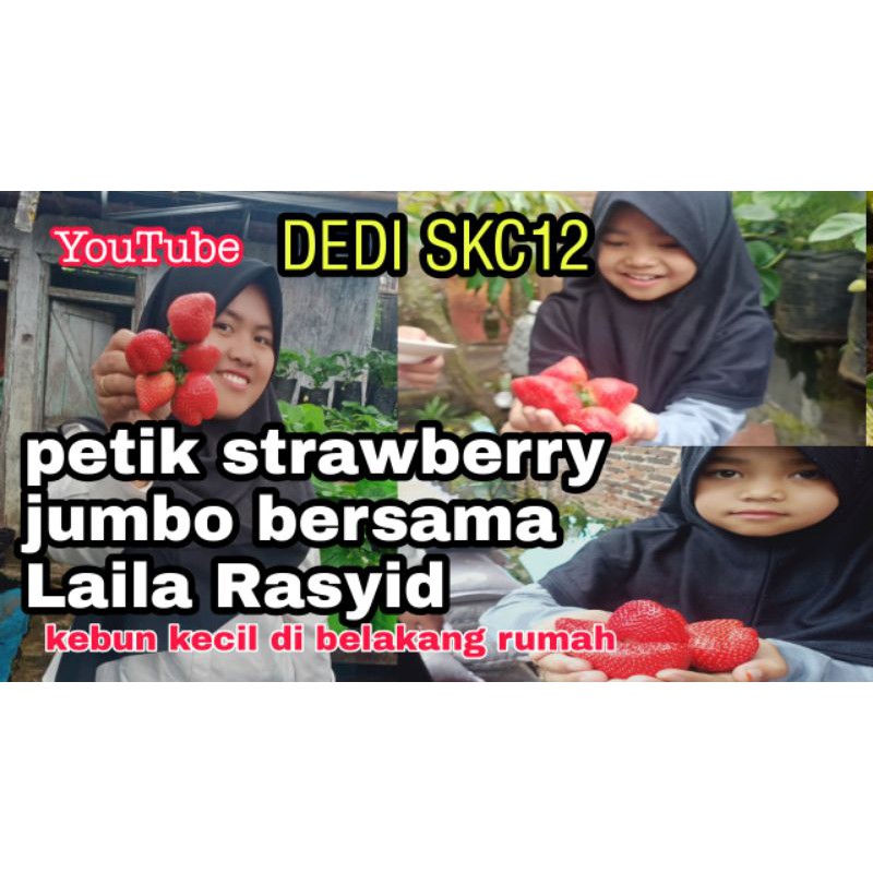 

10 bibit strawberry jumbo DEDI SKC12