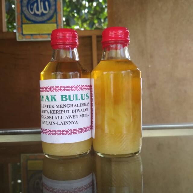 

Minyak bulus minyak kalimantan untuk kulit