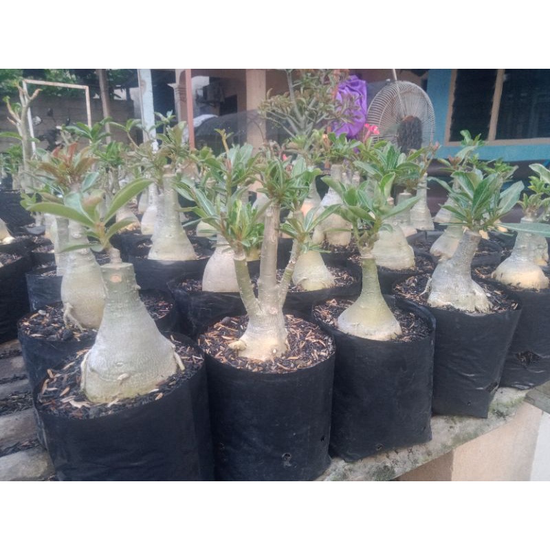 adenium Grafting bunga tumpuk