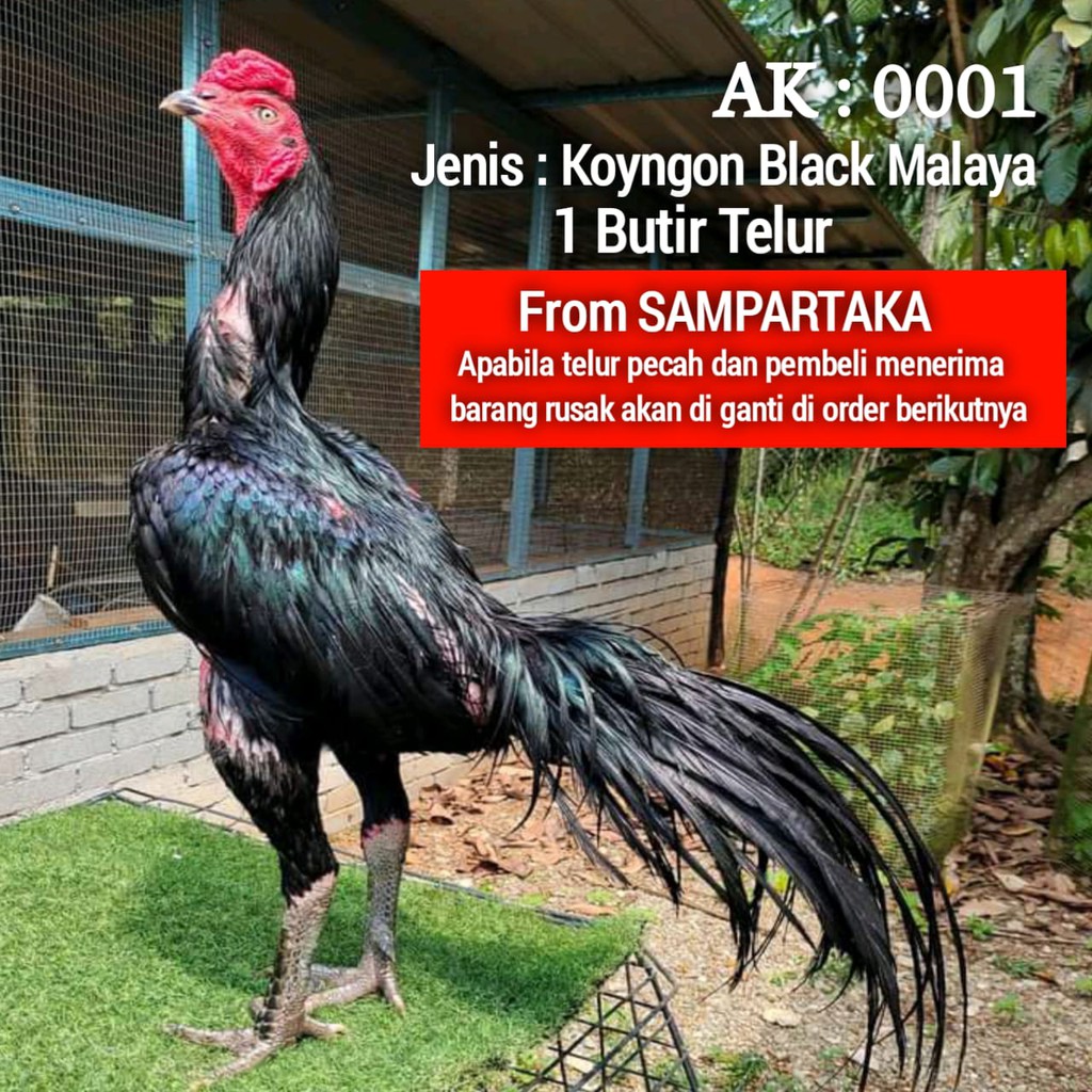 Ayam Bangkok Asli Ekor Lidi Pakhoy Super Thailand Koyngon betina jantan Aduan shamo telur siap tetas