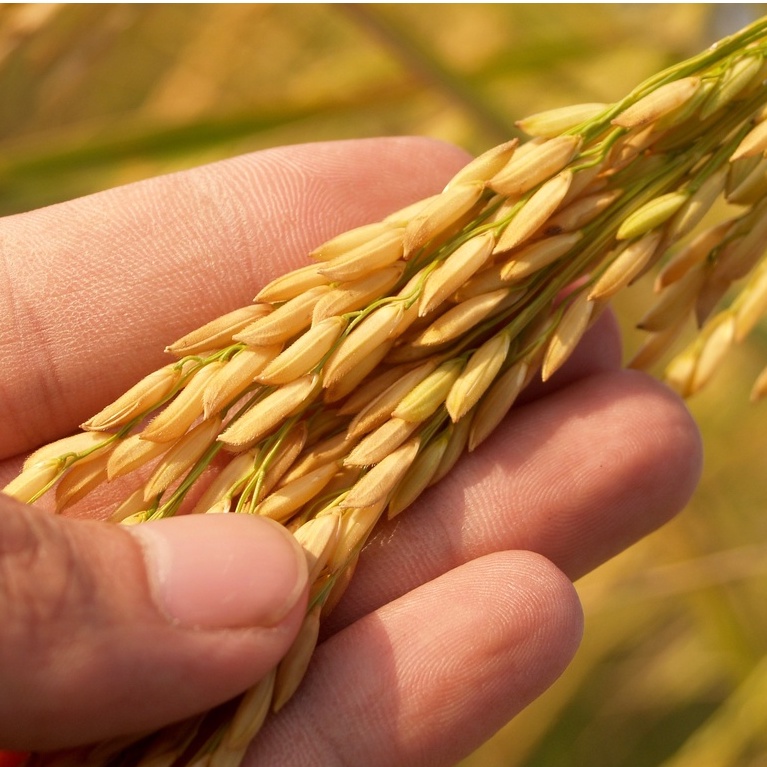 1kg bibit beras merah pamelen | benih padi | beras merah | beras | benih | bibit | bibit padi | bibit unggul |  benih padi |