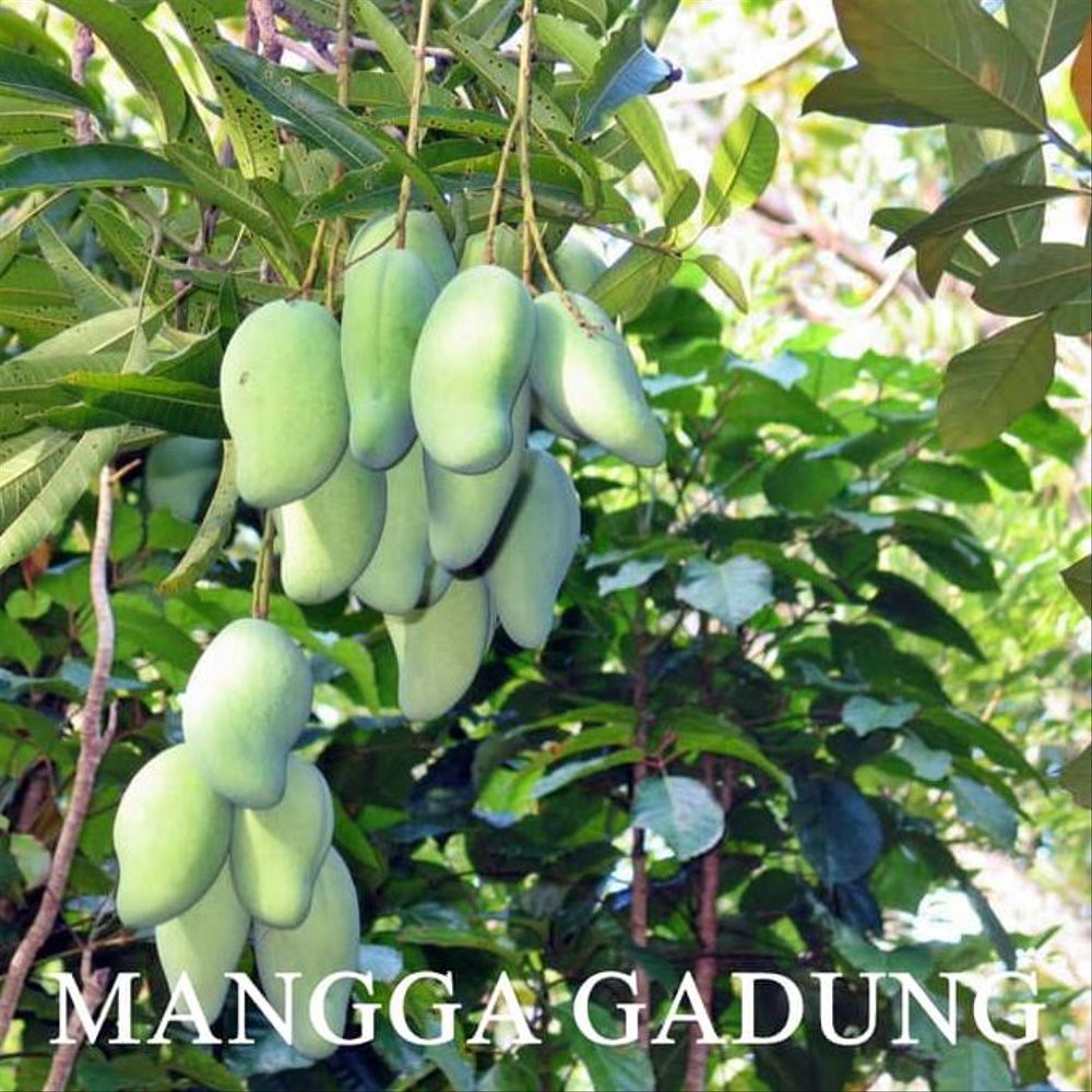 Jual Bibit Tanaman Mangga Gadung Okulasi Shopee Indonesia