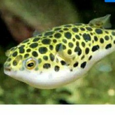 Ikan buntal air tawar paketan 4 ekor