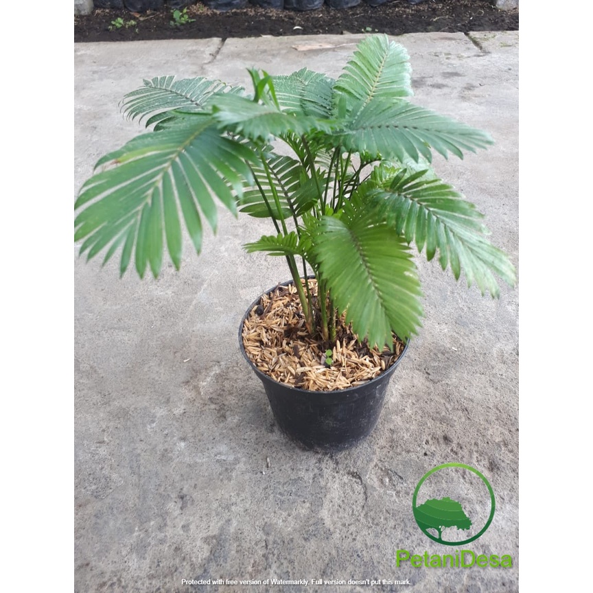 Tanaman Hias Palem Paris Mini