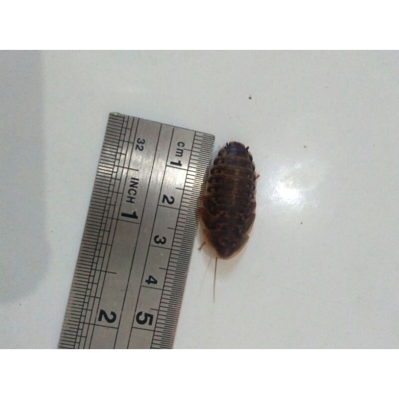 

Kecoa Dubia (3cm)