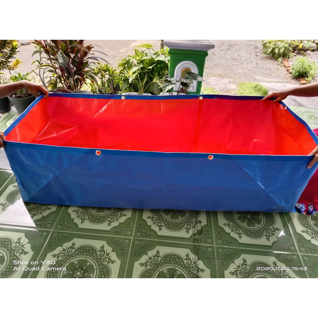 KOLAM TERPAL IKAN CUPANG