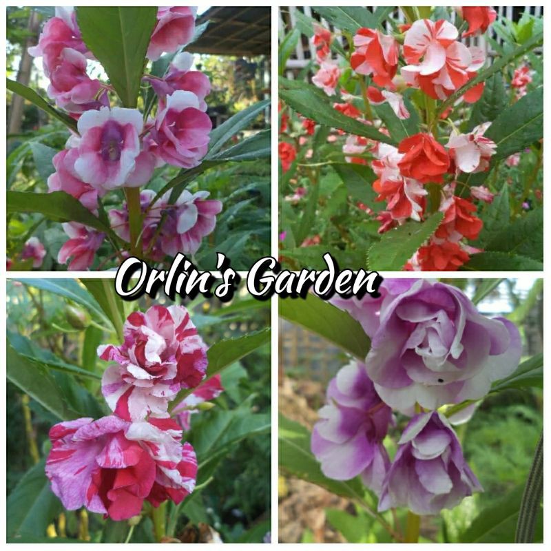 biji pacar air tumpuk belang mix warna