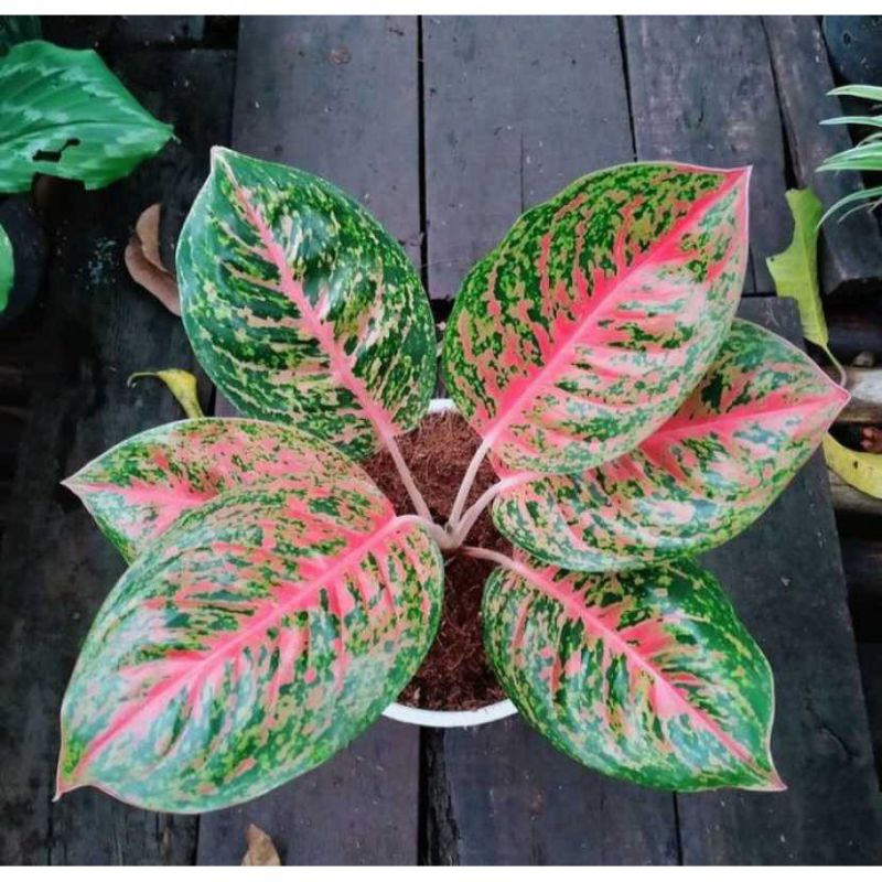 aglonema big papa remaja 3-5 daun promo murah