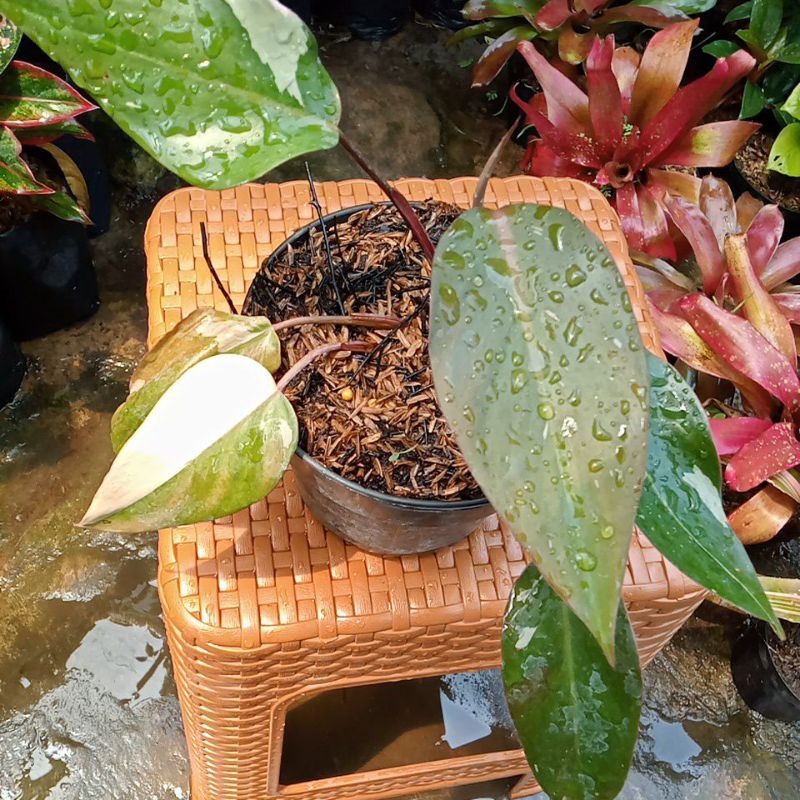 philodendron pink princess