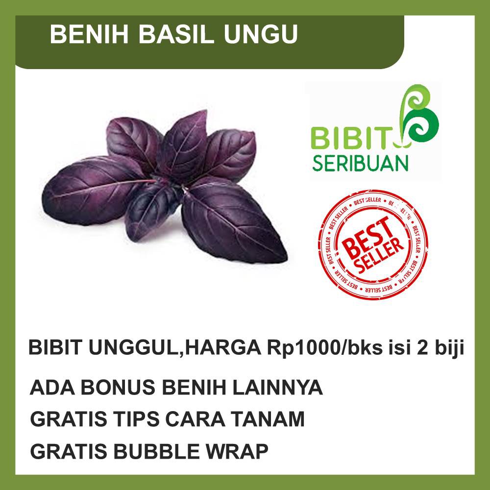 BENIH BASIL UNGU