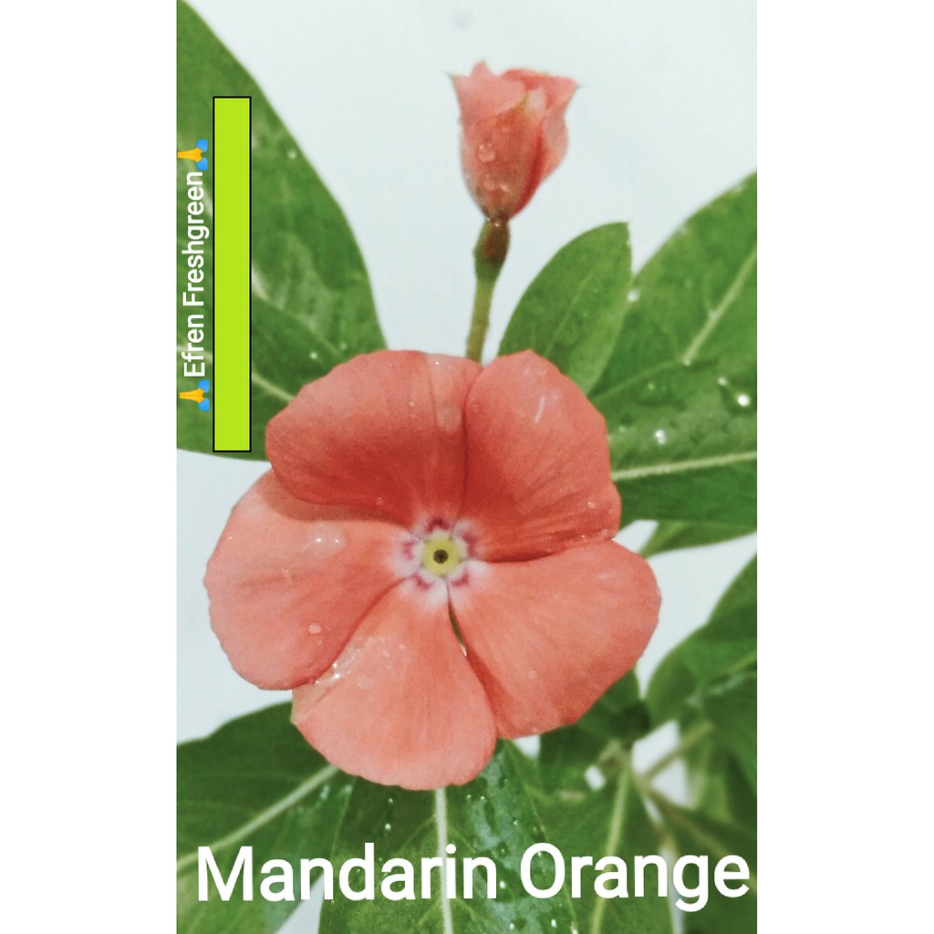 BIJI BUNGA VINCA TEGAK MANDARIN ORANGE FRESH SEED