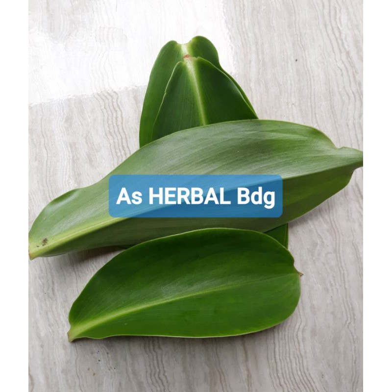 

Daun pacing daun umbi pacing segar 500 gram-az