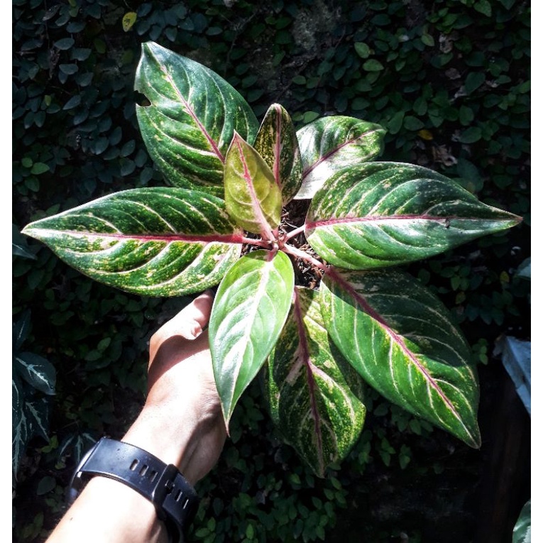 Aglonema Red Imelda