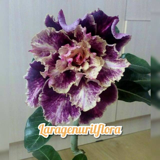 

Bibit Bunga Kamboja adenium Jepang no 21