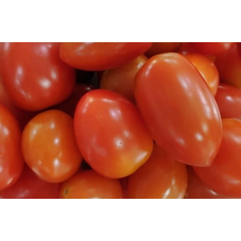 

Tomat Cheri Organik