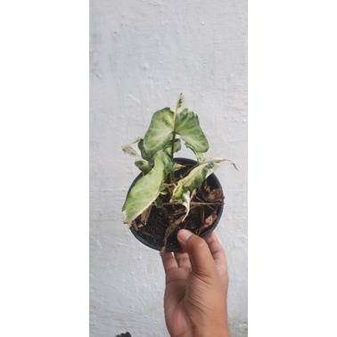 singonium t25 var tembus