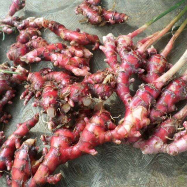Jahe merah(rimpang)