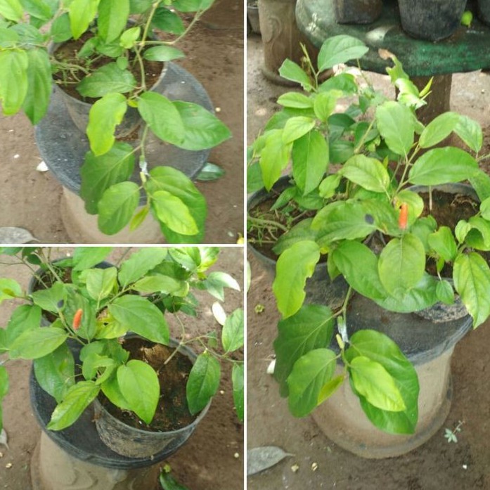 Bibit Cabe Jawa