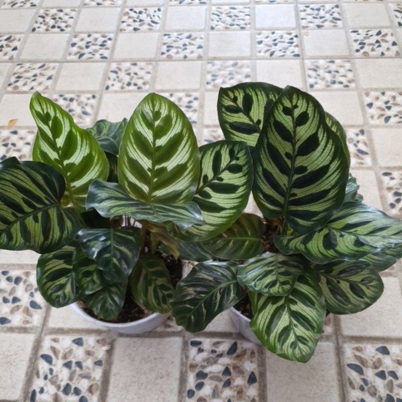 Calathea Makoyana Import