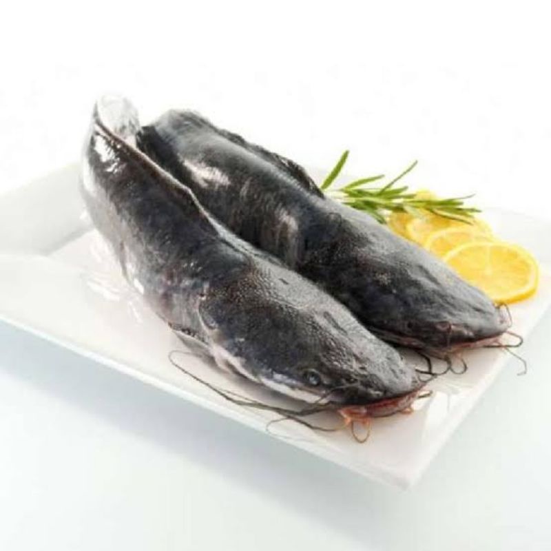 Ikan Lele Segar 1kg Ikan Fresh Pasar Murah Jogja