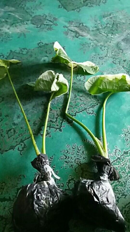 Kladi Tikus /kantong Semar