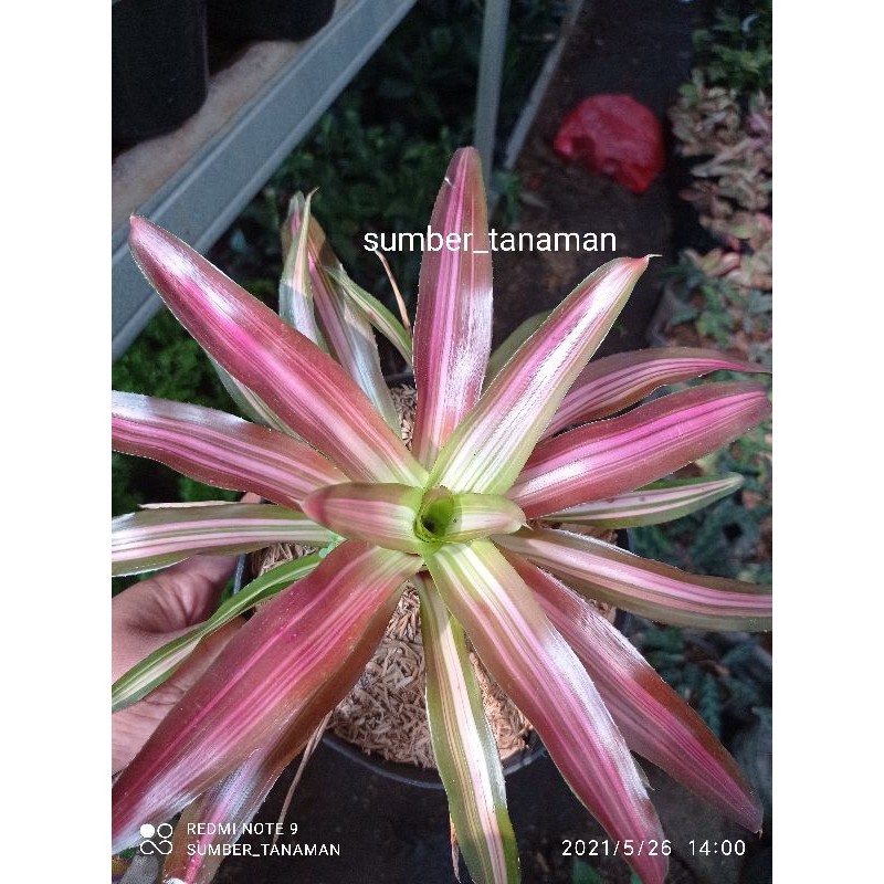 Tanaman hias bromelia tricolor pohon bromelia trikaler
