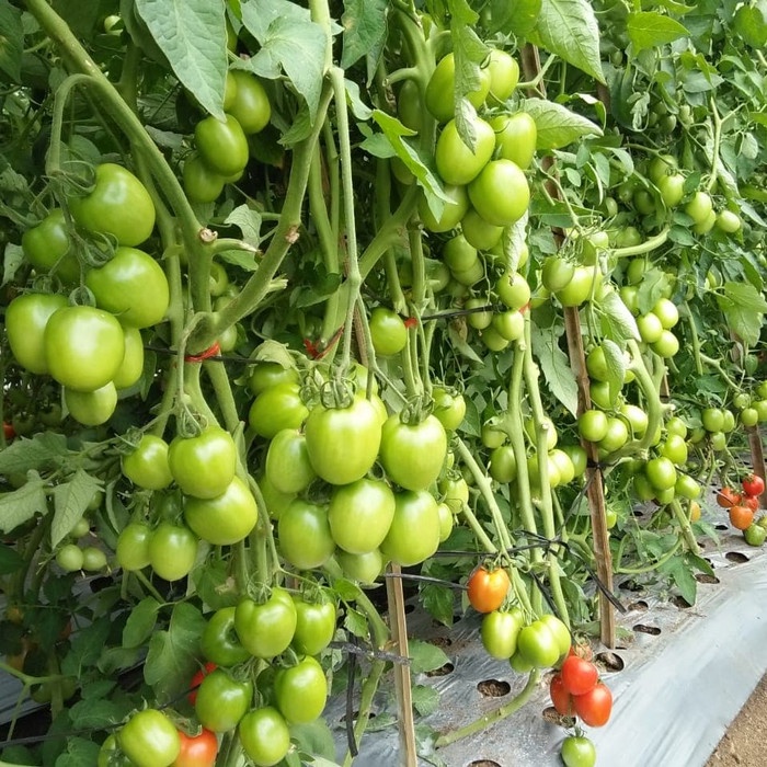 DISCOUNT BENIH TOMAT LATANSA - BIBIT TANAMAN TOMAT BUAH LEBAT - BIJI SAYUR TAVI