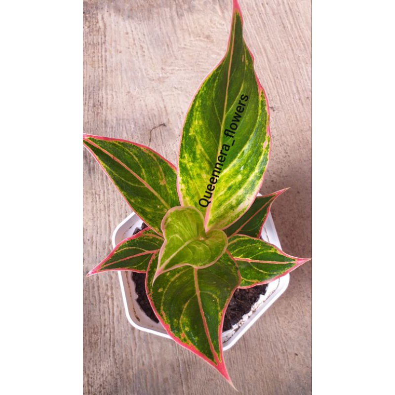 ( BISA COD ) TANAMAN HIAS AGLONEMA LIFTIK PINK/SIAM AURORA