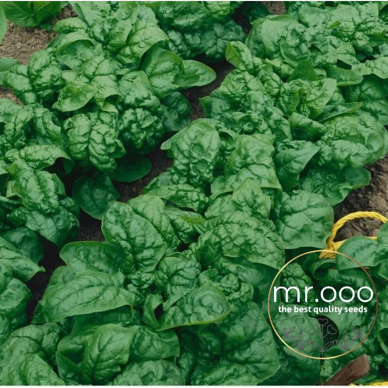 Benih Sayuran - Spinach - Bloomsdale Long Standing- - 50 Benih - Import USA
