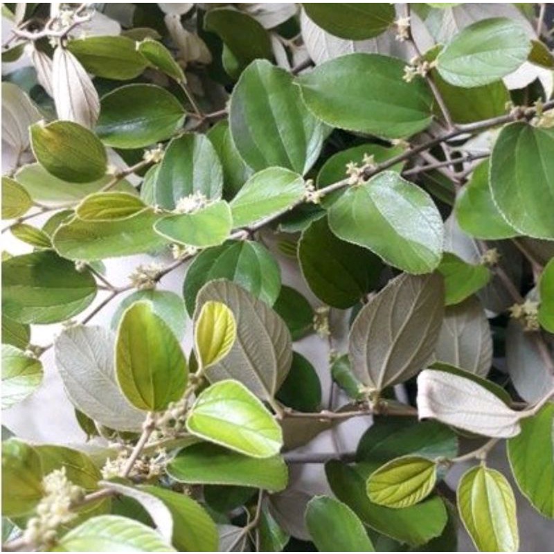 

Daun Bidara Arab Segar Lebar 100 pcs